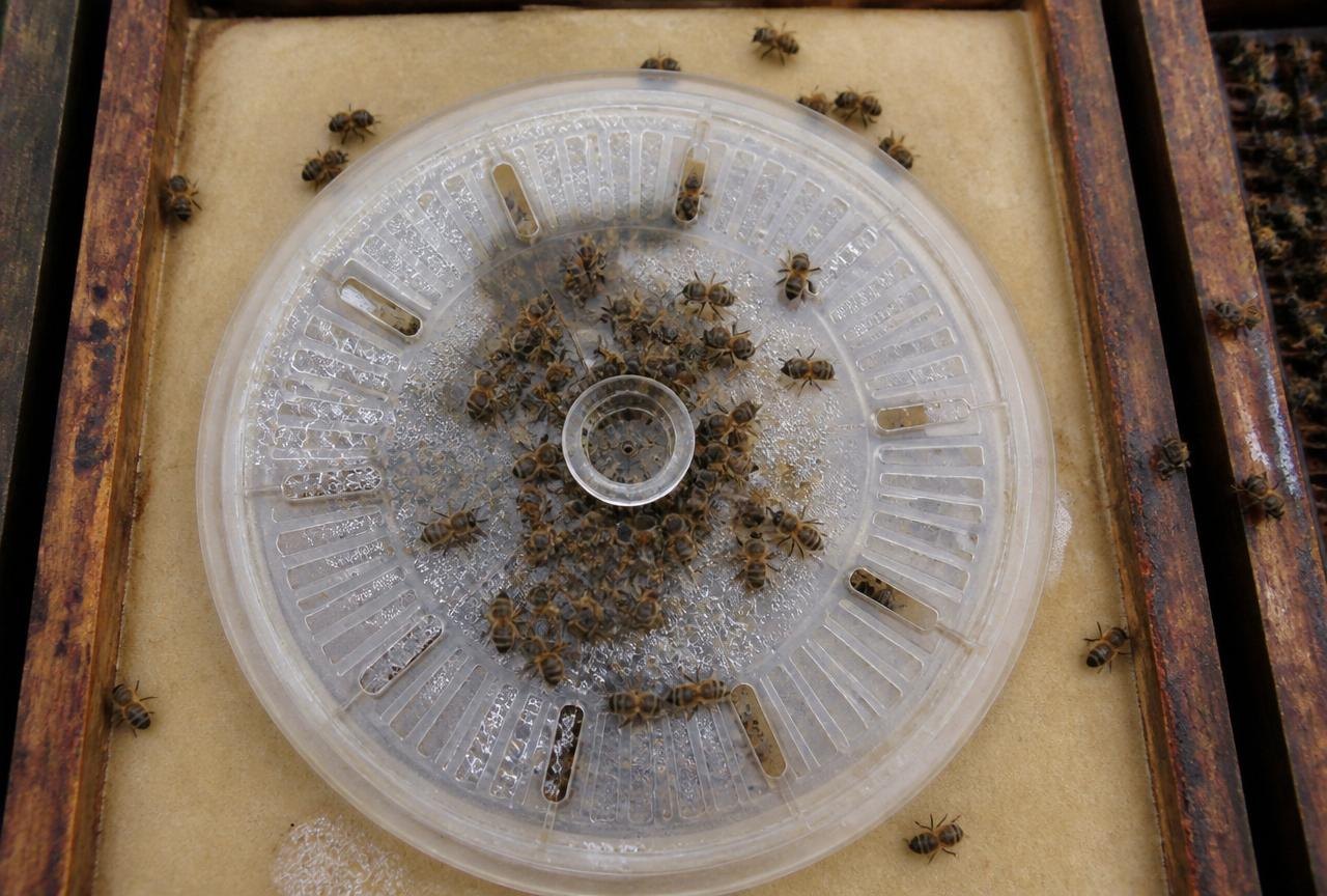 Bees Taking Syrup From A Round Feeder Inside Hive
