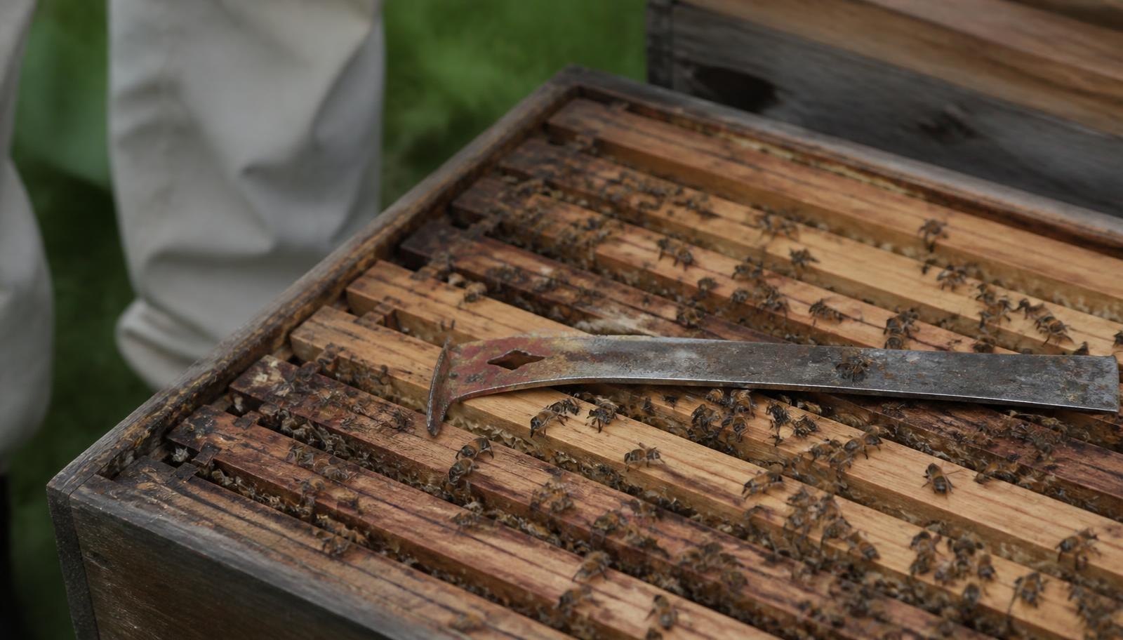 Bees Moving Calmly Across Top Bars With A Hive Tool Resting