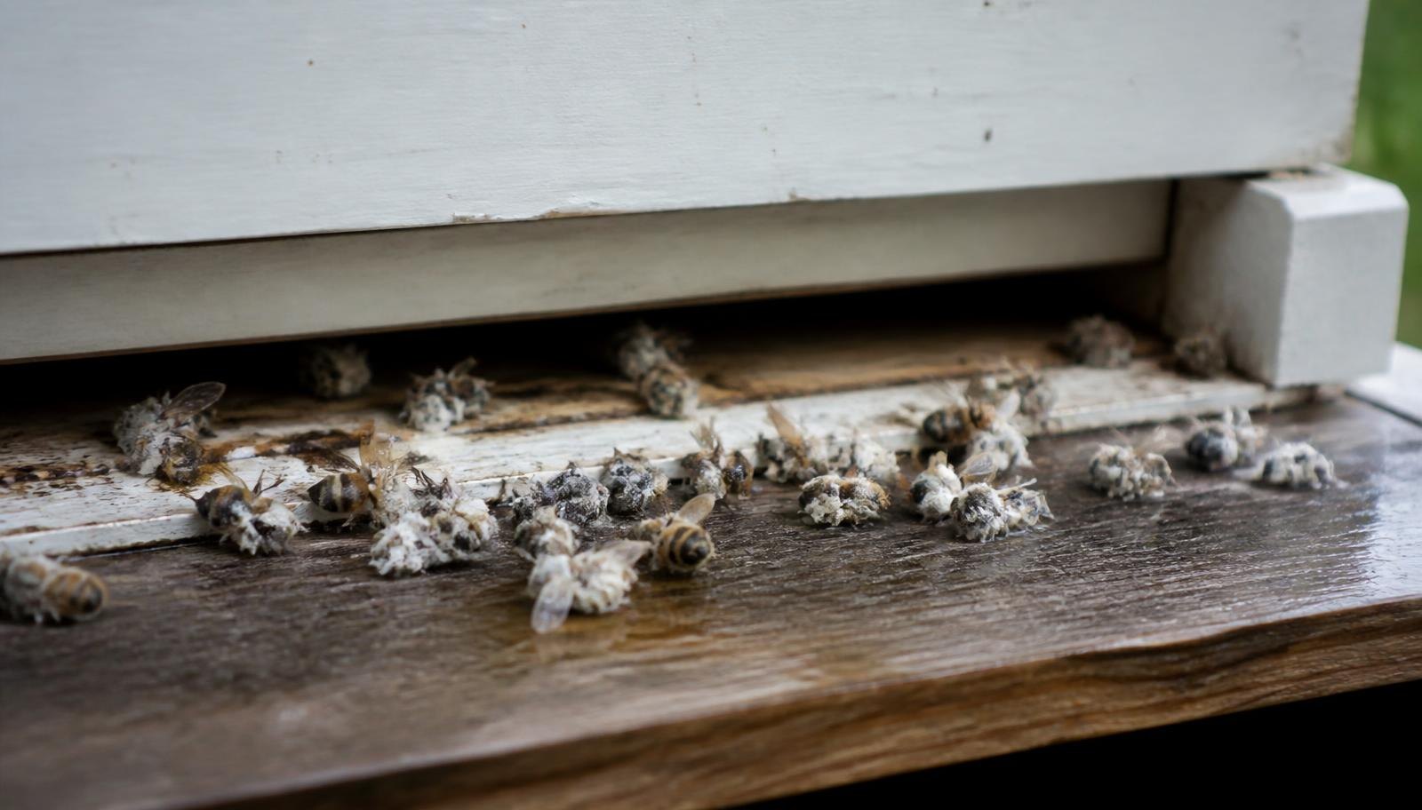 Chalky White Mummies On Landing Board In Front Of A Hive