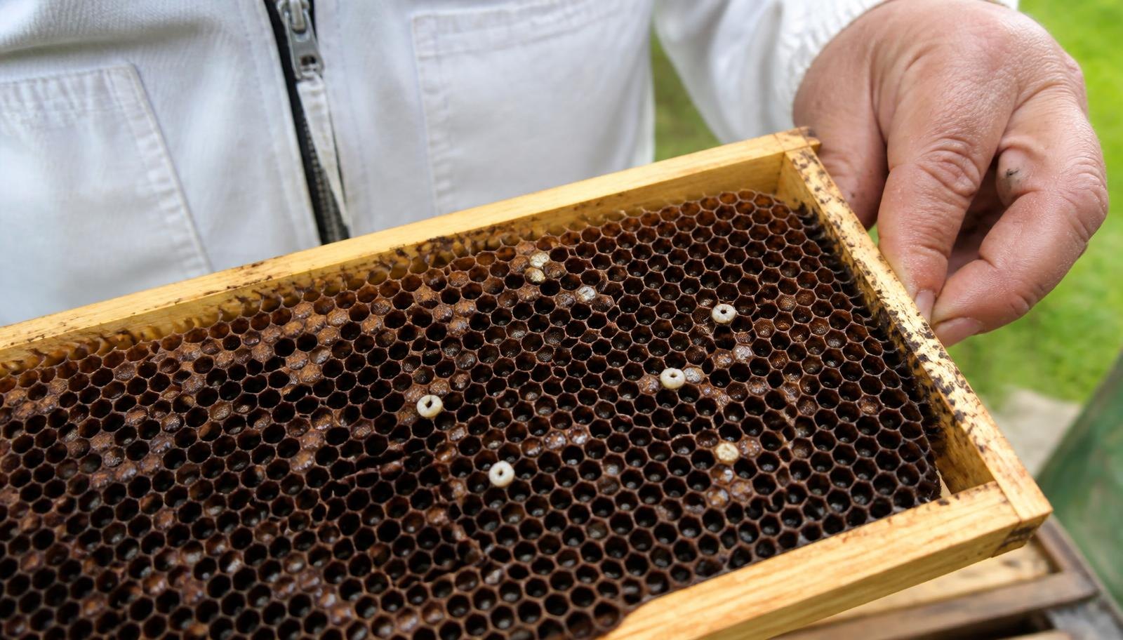 Beekeeper checking Chalkbrood Colonies Get Do for colony health