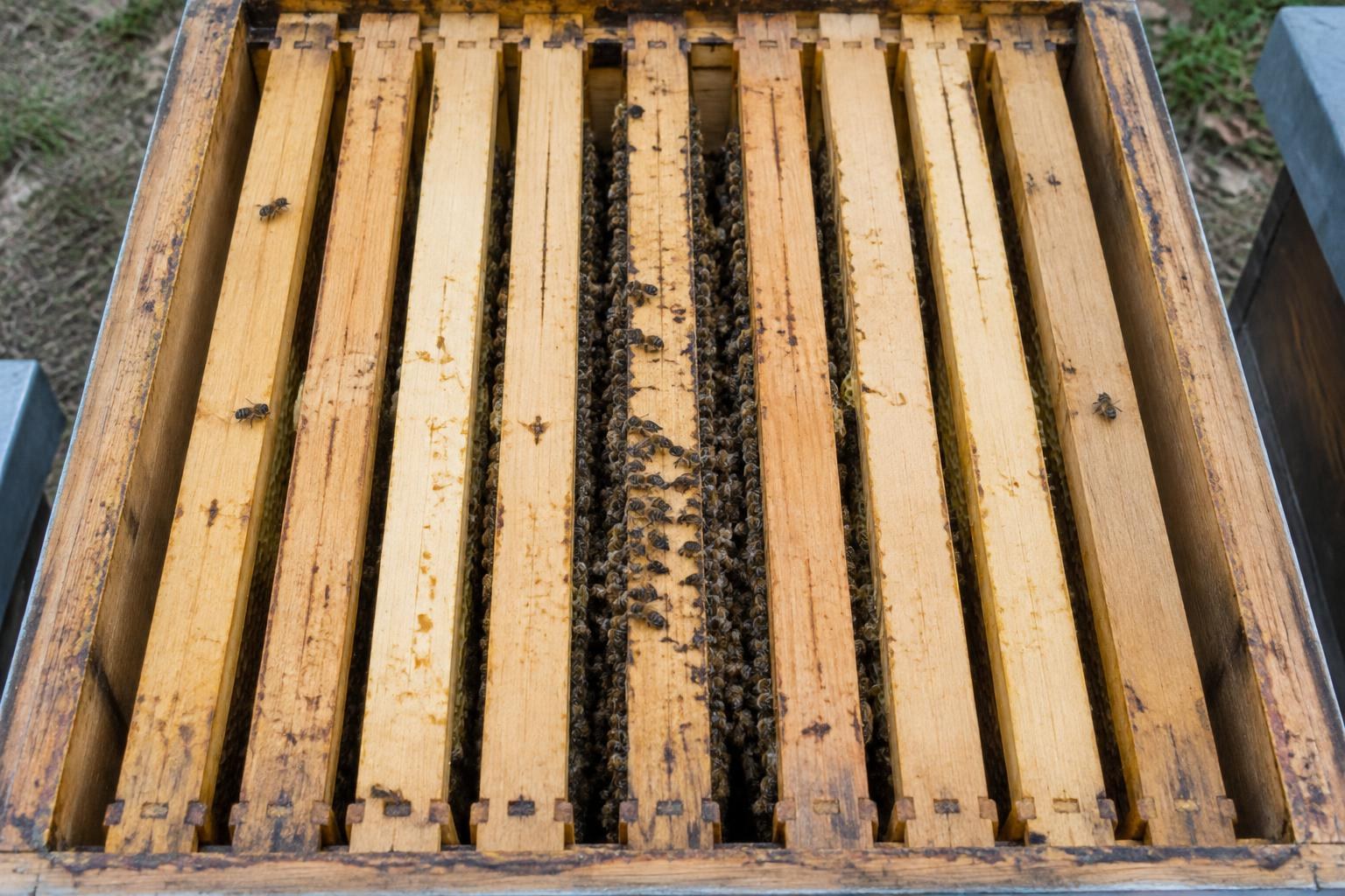 Closely spaced wooden top bars above a compact brood nest
