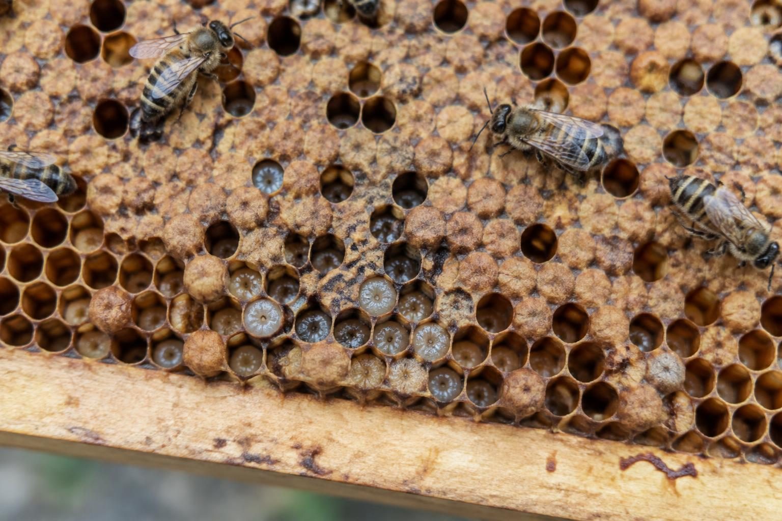 Brood comb edge with uncapped greyish dead larvae beside capped worker brood