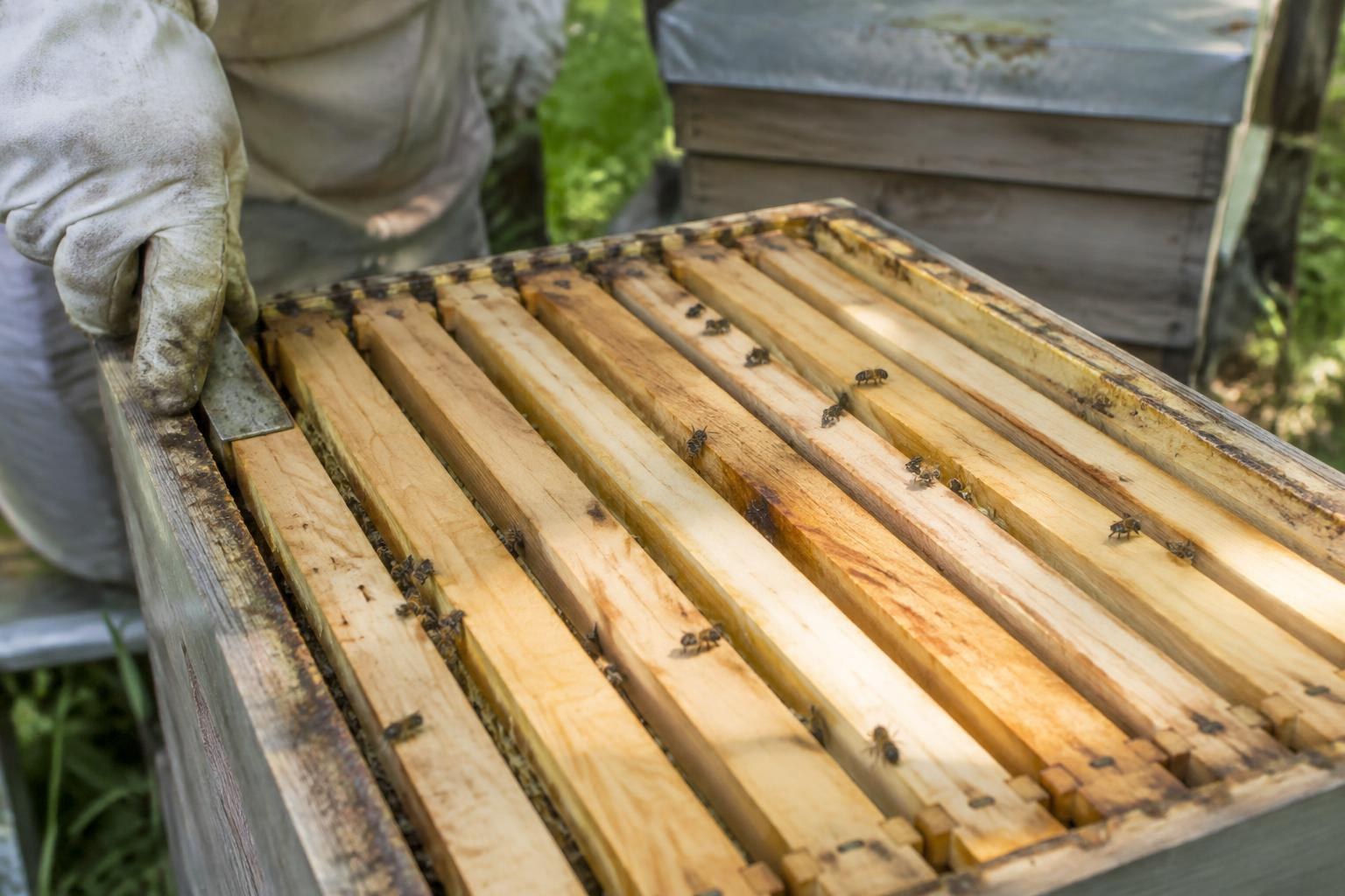 Gloved beekeeper aligning wooden frames with a steel hive tool