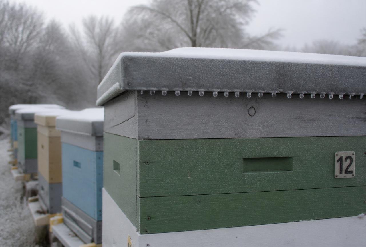 Beekeeper checking Condensation Vs Ventilation Keeping for seasonal beekeeping