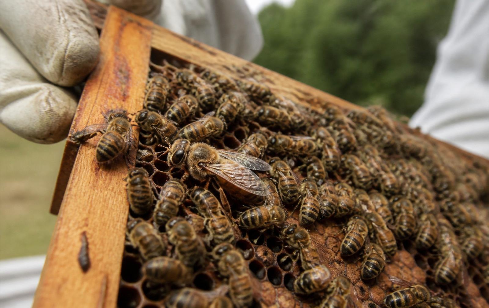 Beekeeper checking Drone Congregation Areas Queens for queen management