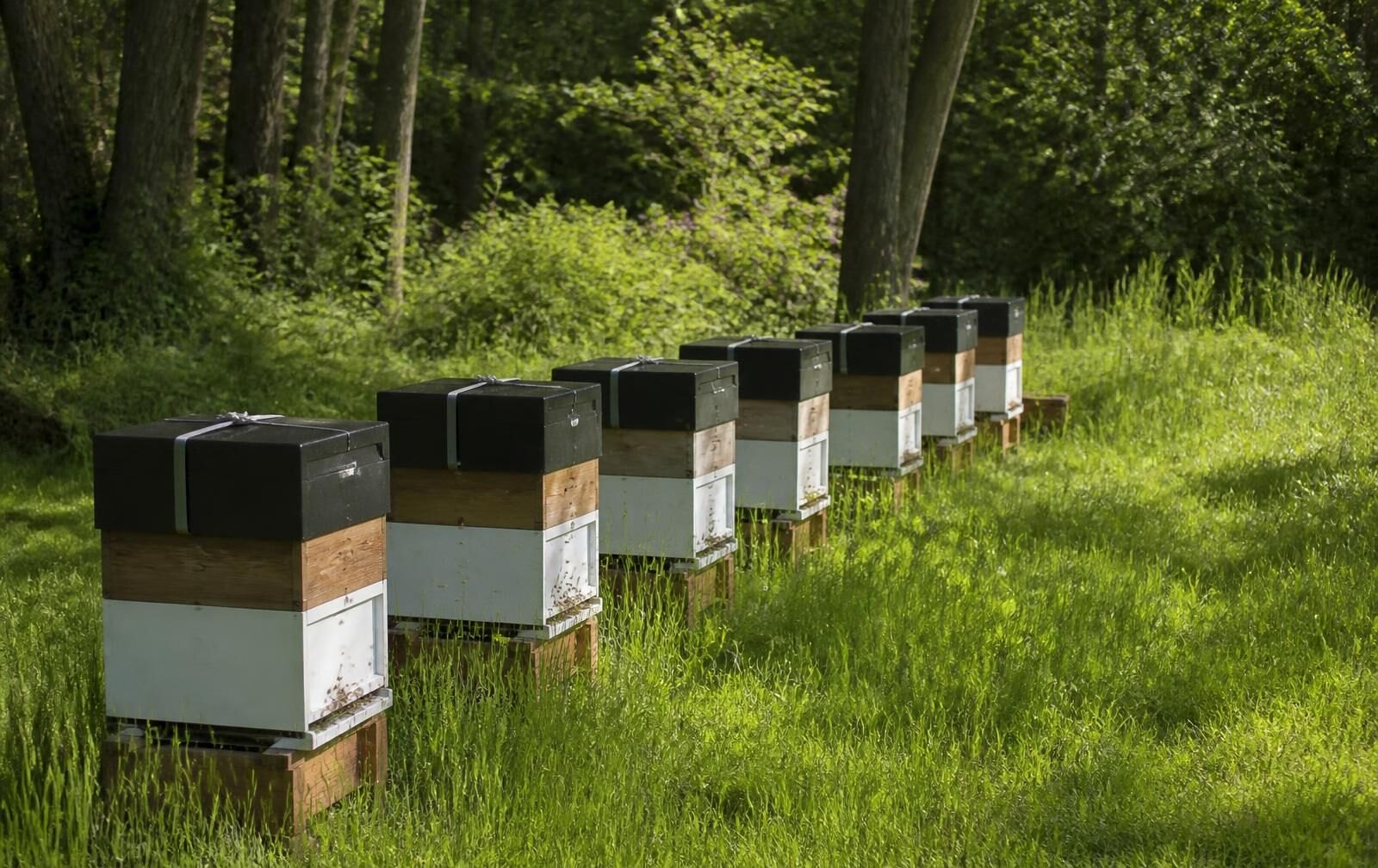 Mating Nucs Sited In A Sheltered Clearing