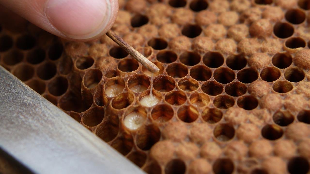 Matchstick Rope Test On An Open Brood Cell