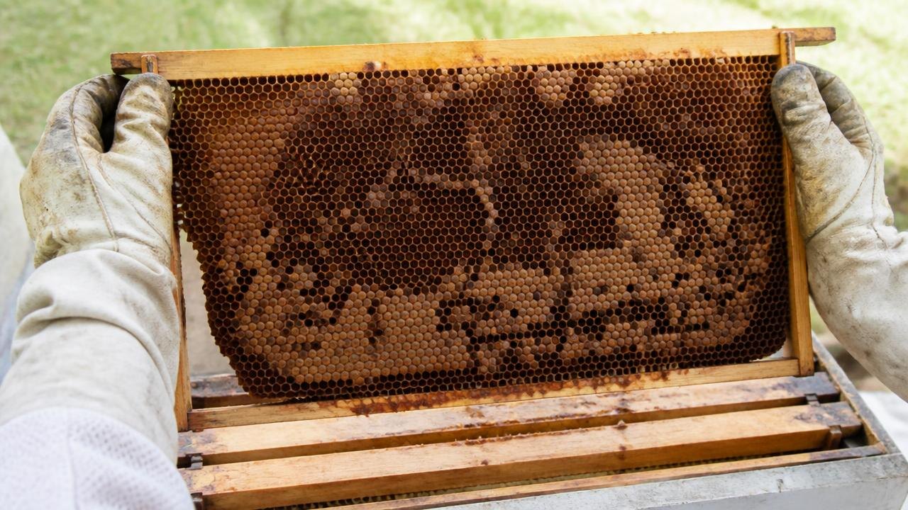 Beekeeper checking European Foulbrood Recognising Early for colony health
