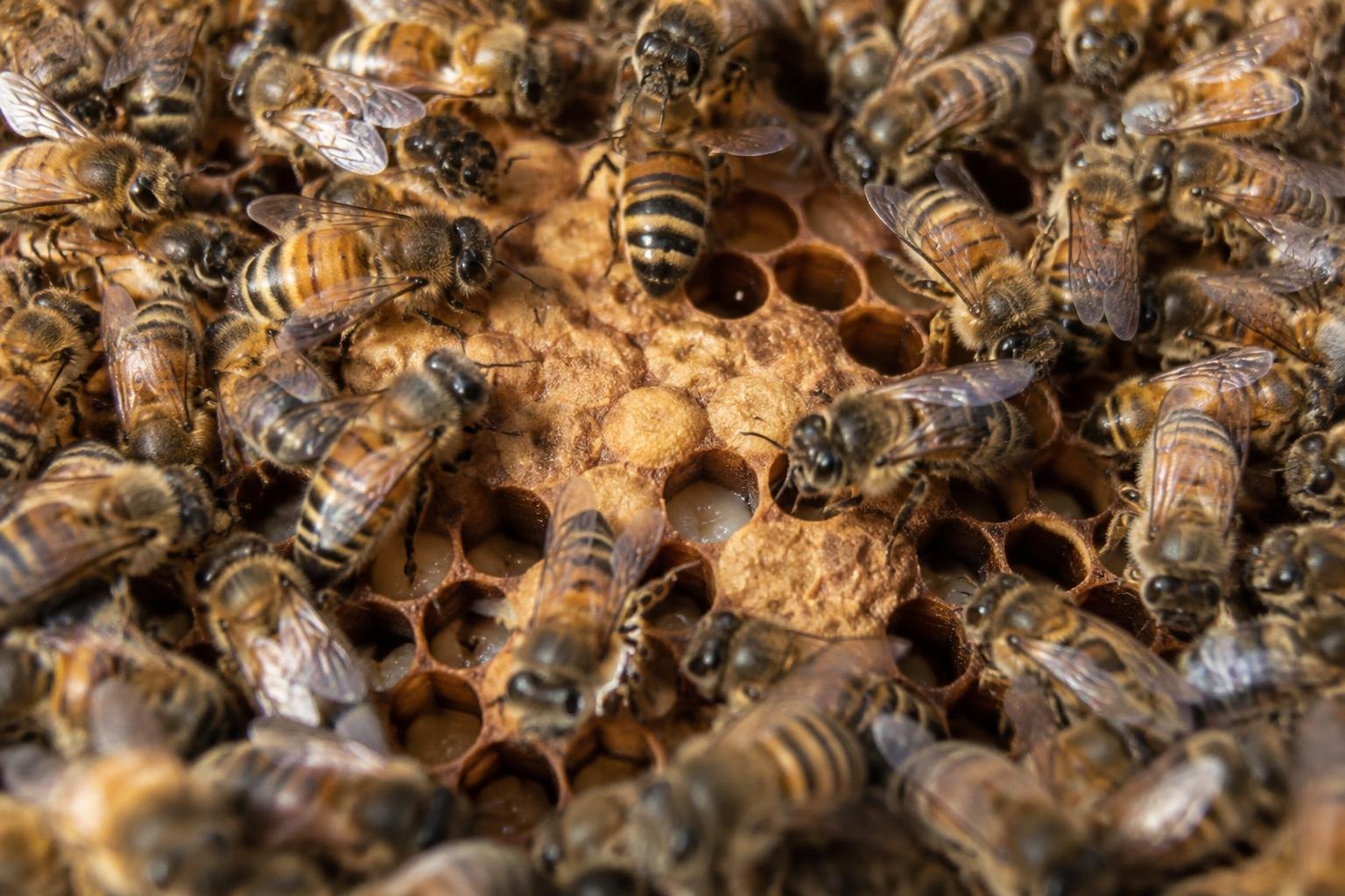 Beekeeper checking Honey Bees Control Temperature for bee biology