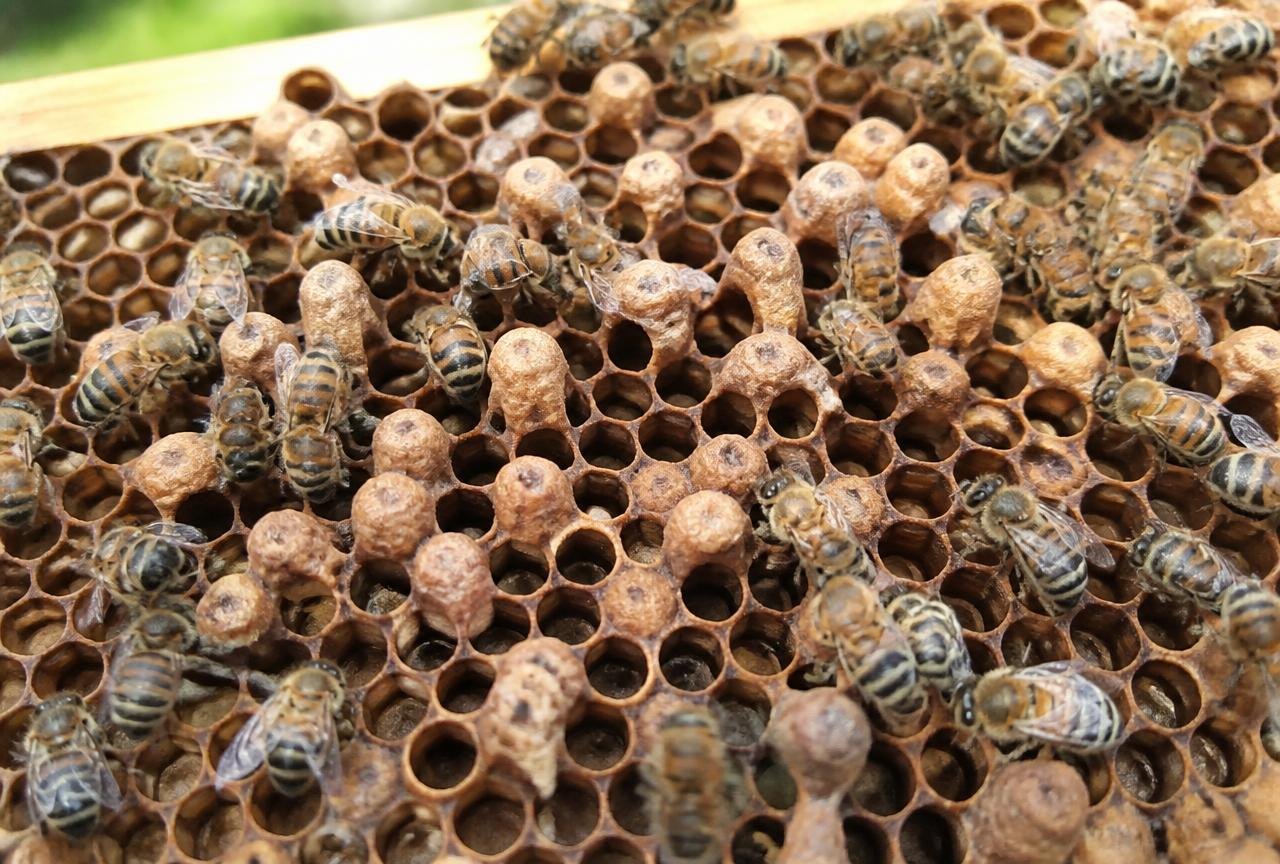 Domed Drone Brood Cappings In Worker Cells