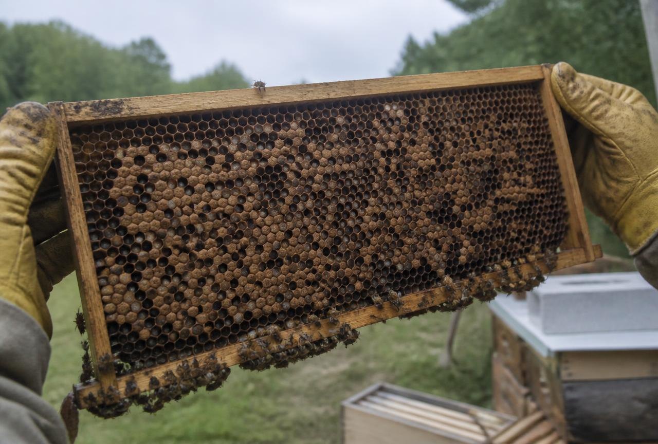 Beekeeper checking Laying Workers Spotting Fixing for colony health