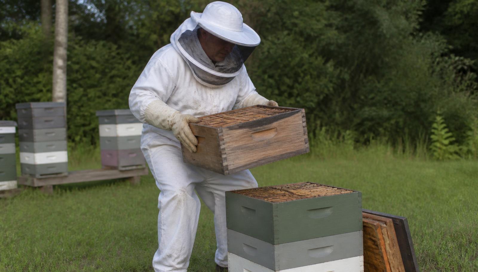 Beekeeper checking Lifting Supers Hurting Back for apiary management