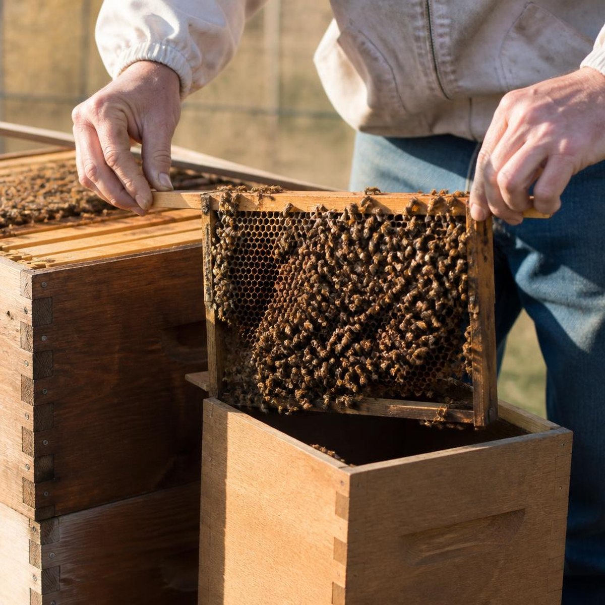Beekeeper checking Making Splits Grow Apiary for apiary management