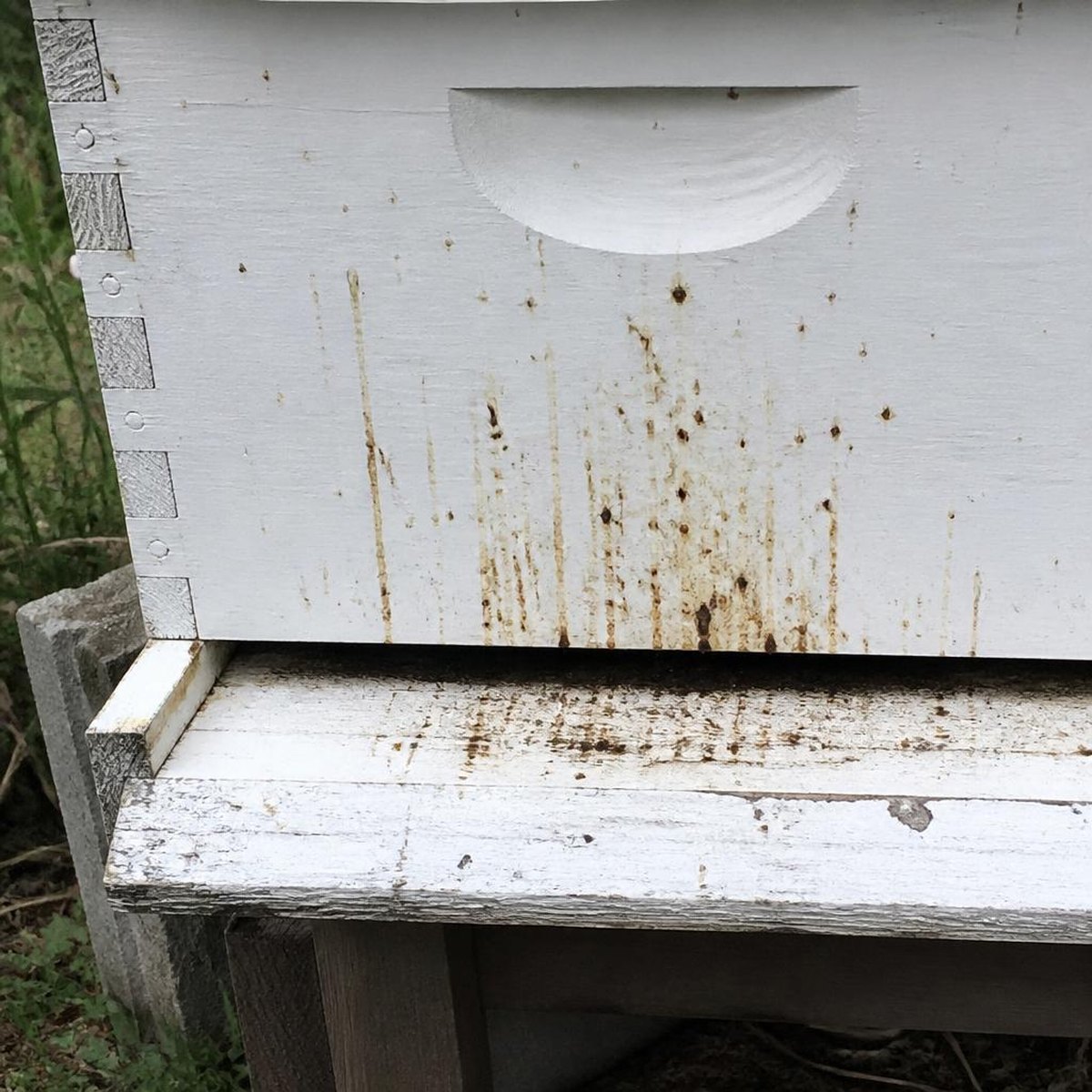 Brown Dysentery Streaking On Front And Landing Board Of A White