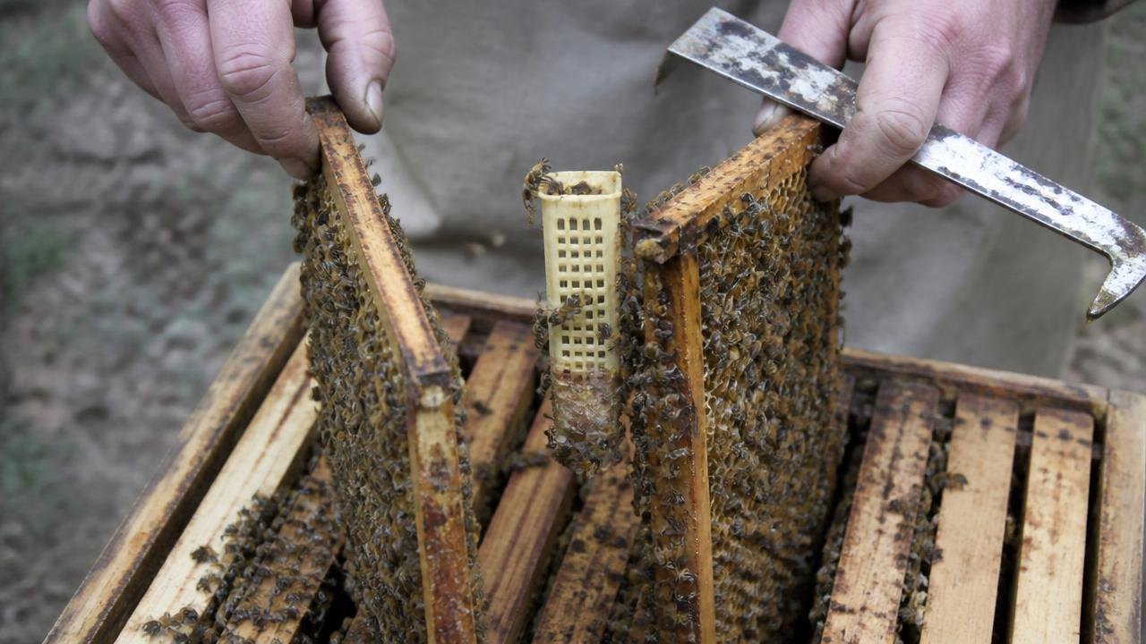 Cages Of Banked Queens Checked Between Frames Of Nurse Bees
