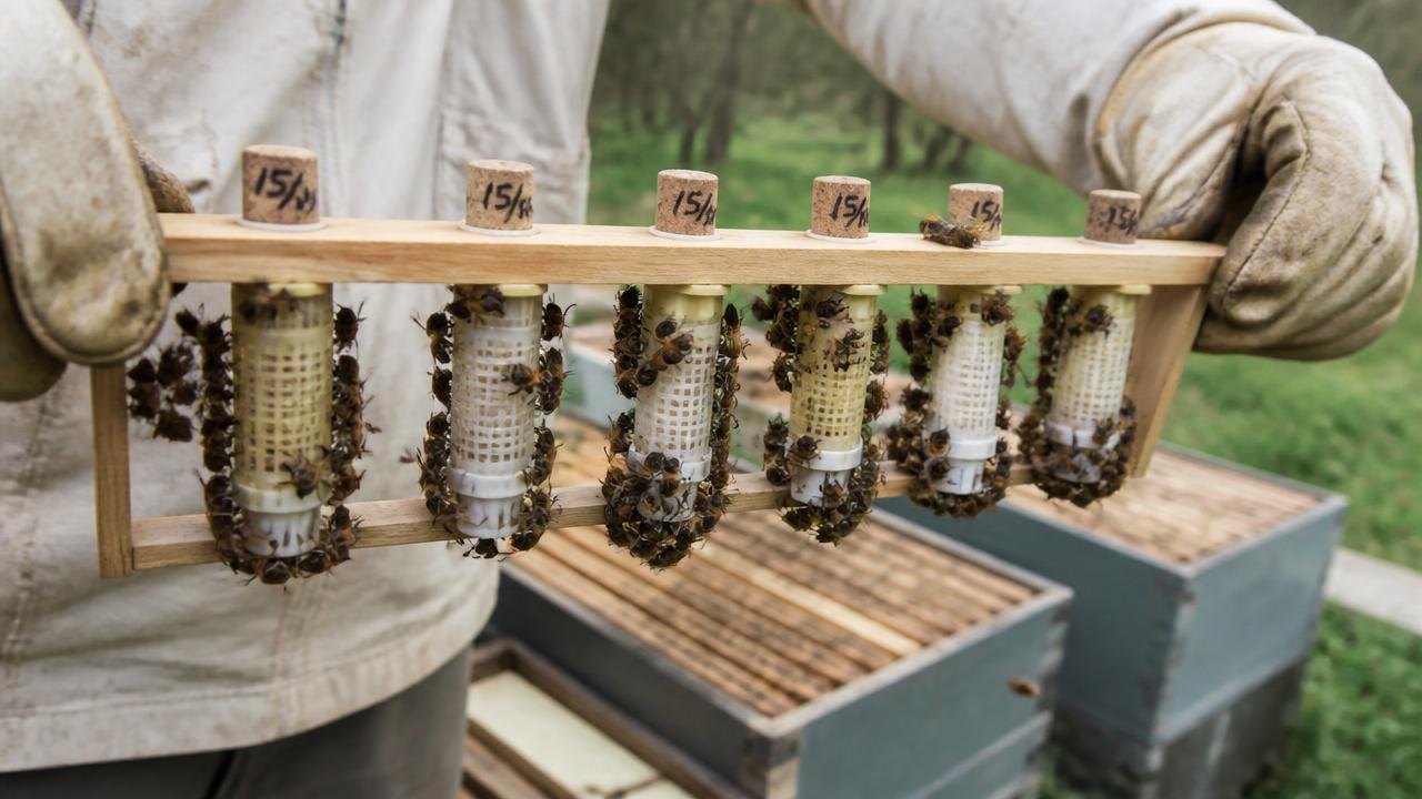 Beekeeper checking Queen Banking Holding Spare for queen management