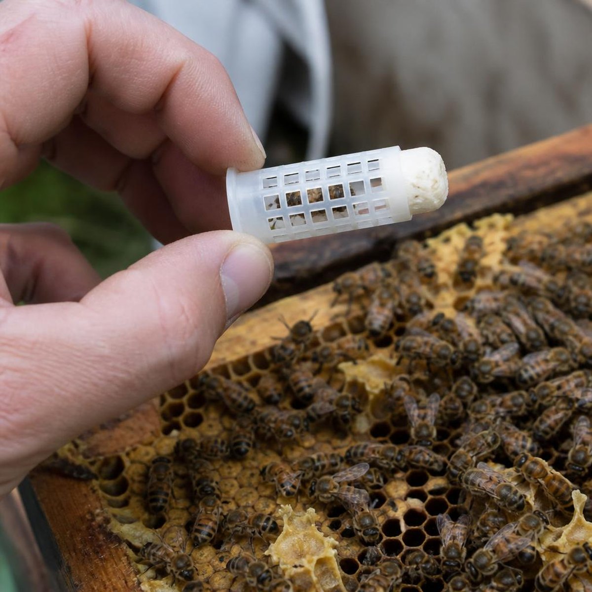 Beekeeper Holding A Queen Introduction Cage With Candy Plug Above A