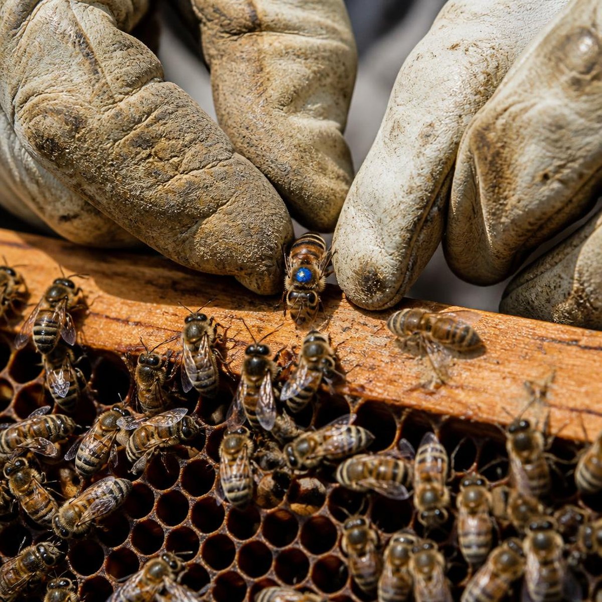 Beekeeper checking Requeening Failing Colony Timing for queen management