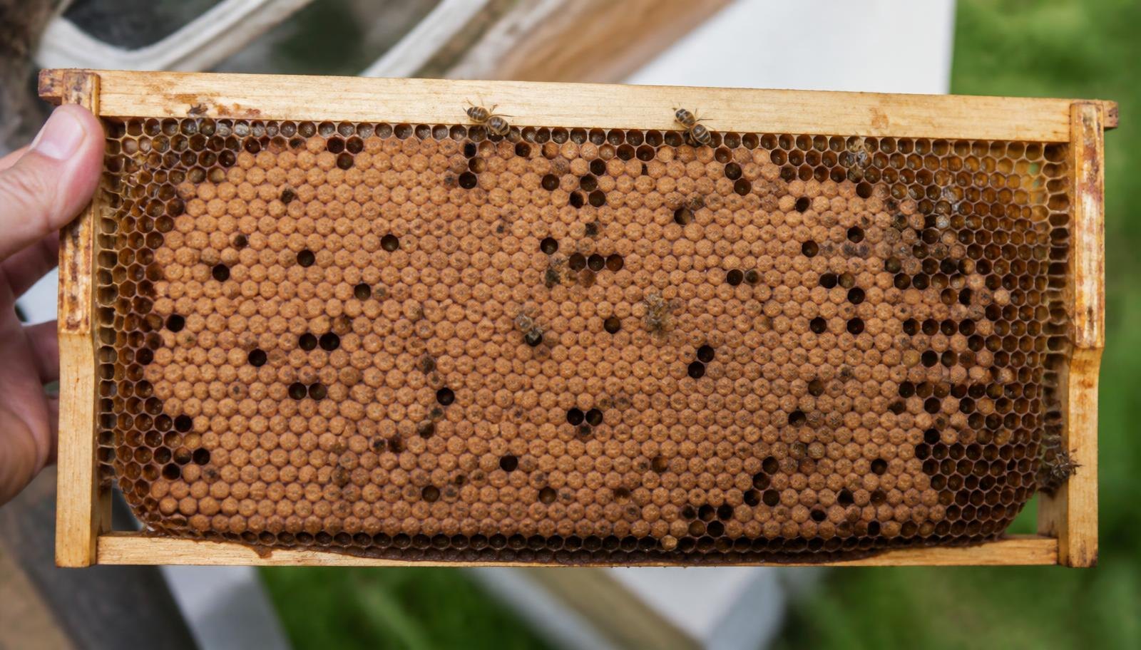 A Brood Frame From A Nucleus Colony Showing A Compact Capped