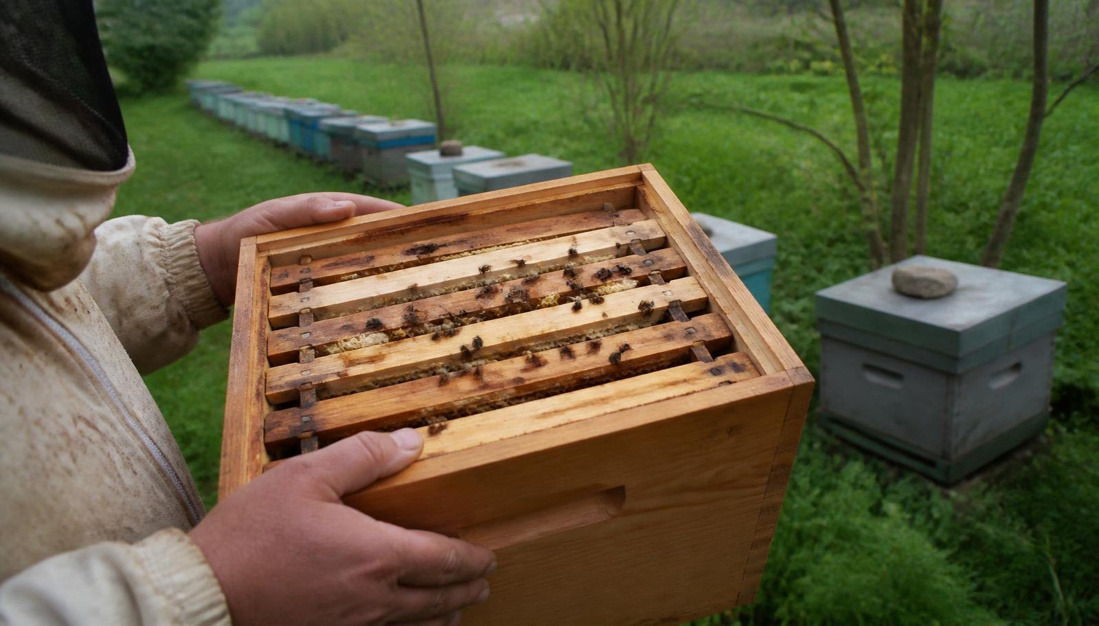 Beekeeper checking Running Nucleus Colony From for apiary management