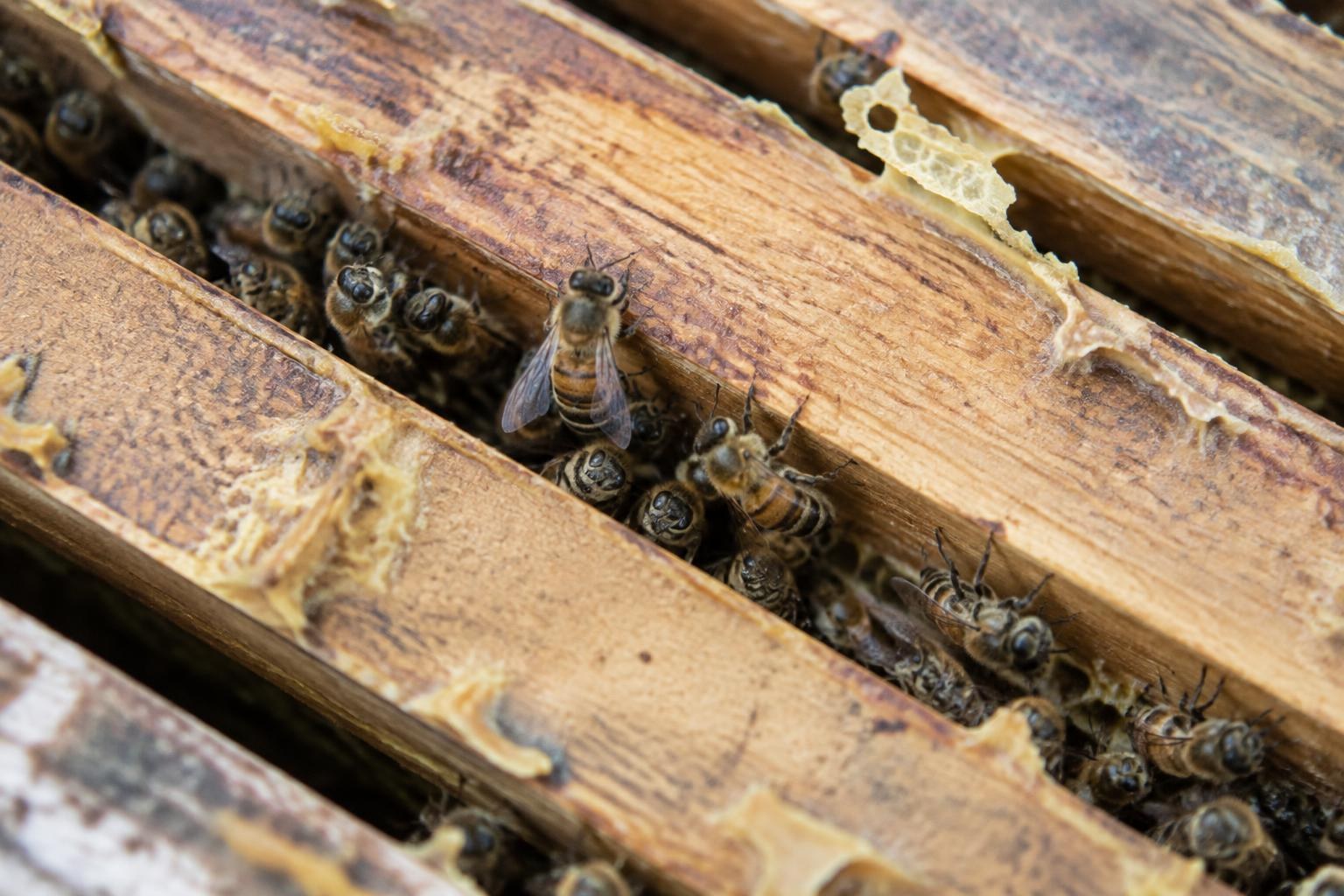 Worker honey bees clustered between wooden hive frame top bars