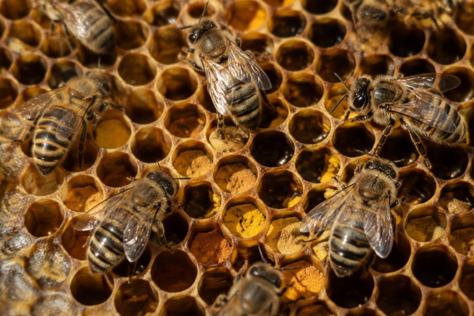 Worker honey bees walking across wax comb containing stored pollen
