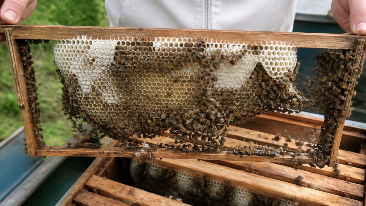 Bees Drawing Fresh White Comb On A Super Frame