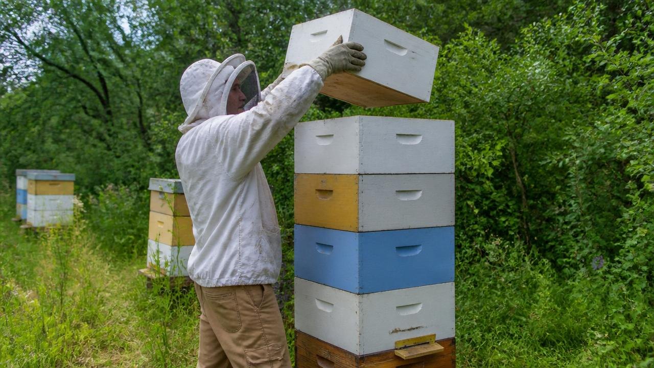 Beekeeper checking Supering Add Space Much for apiary management