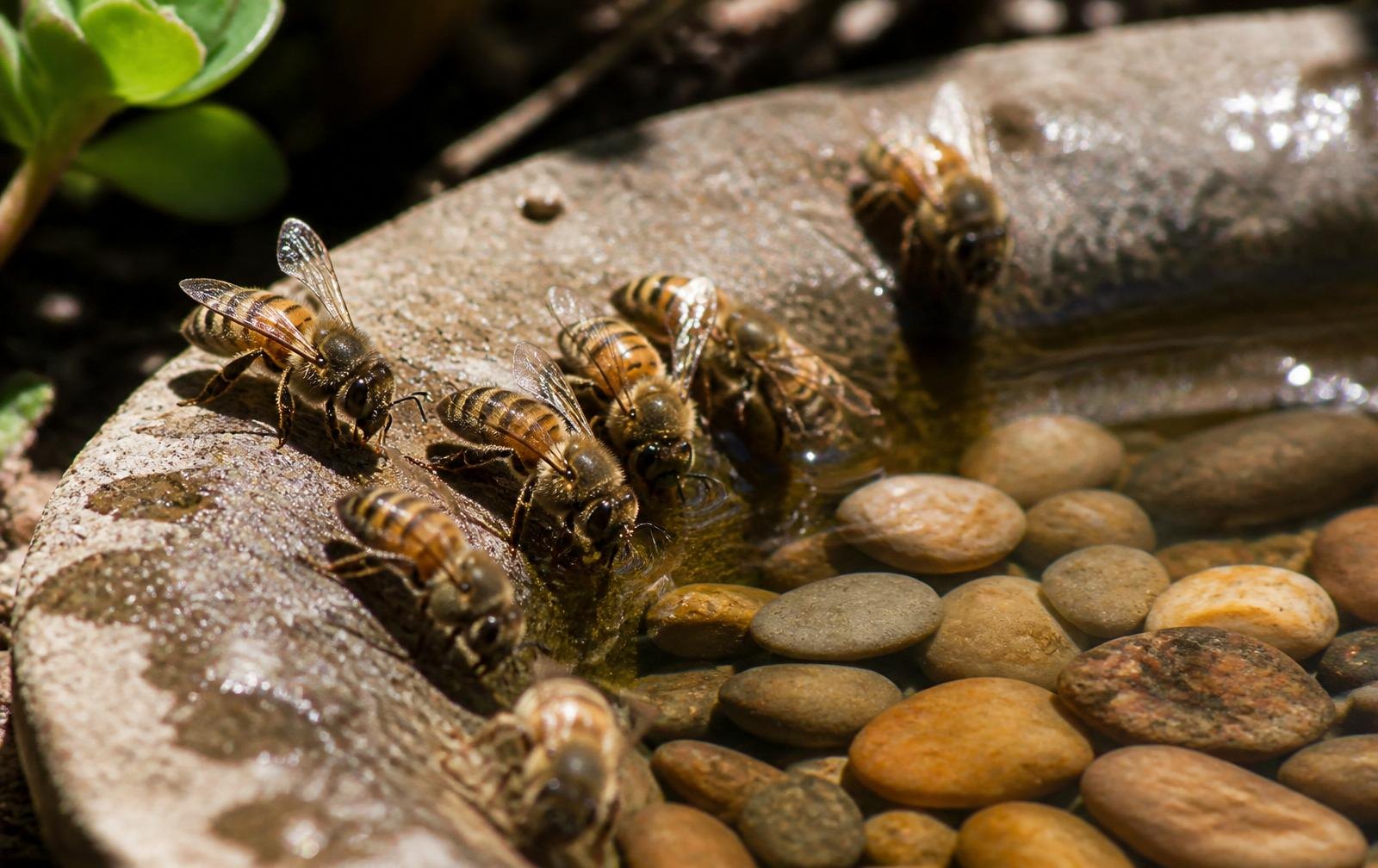 Beekeeper checking Water Sources Bees Overlooked for apiary management