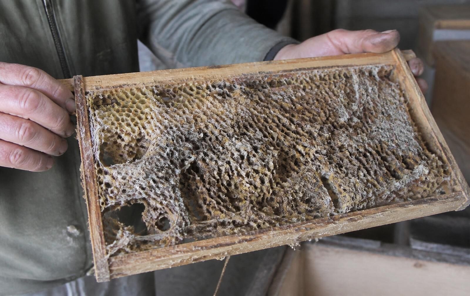 Frame Of Stored Comb Ruined By Wax Moth Larvae And Webbing