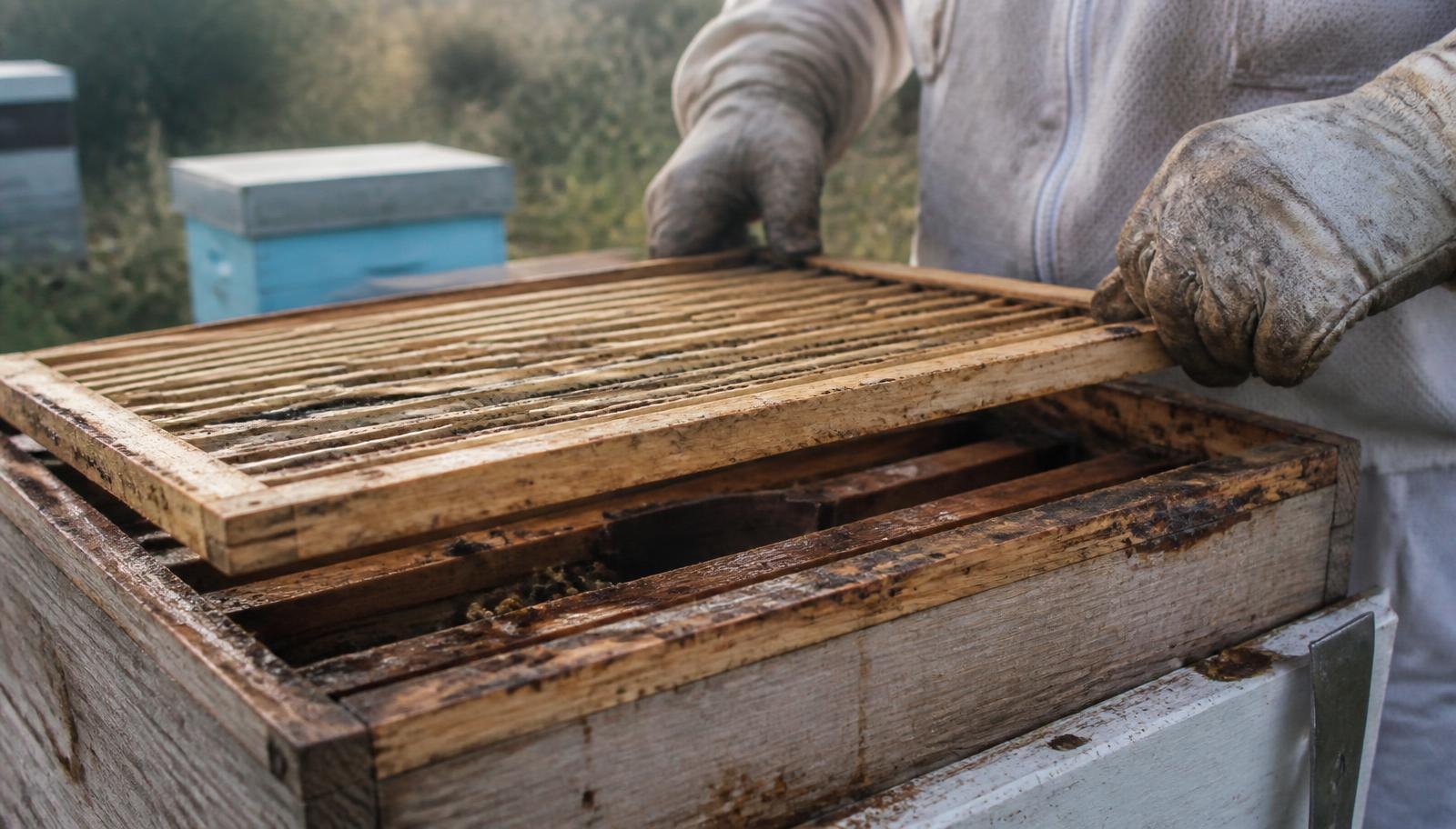 A Queen Excluder Lifted Off Brood Box During An Inspection