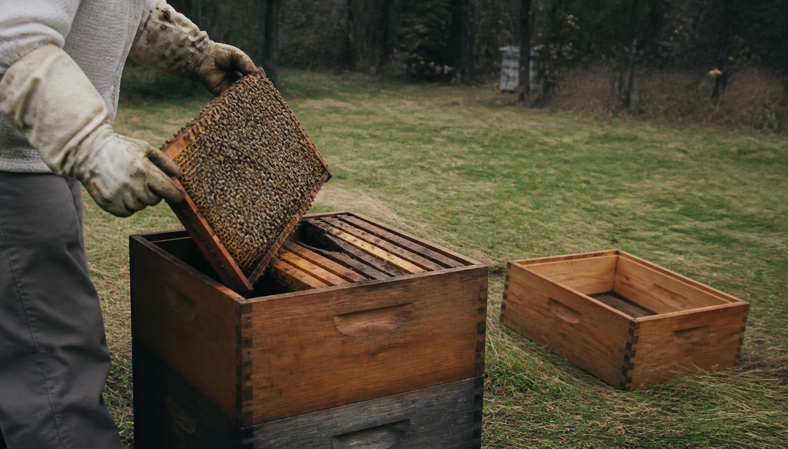 Beekeeper checking Add Second Brood Box for apiary management
