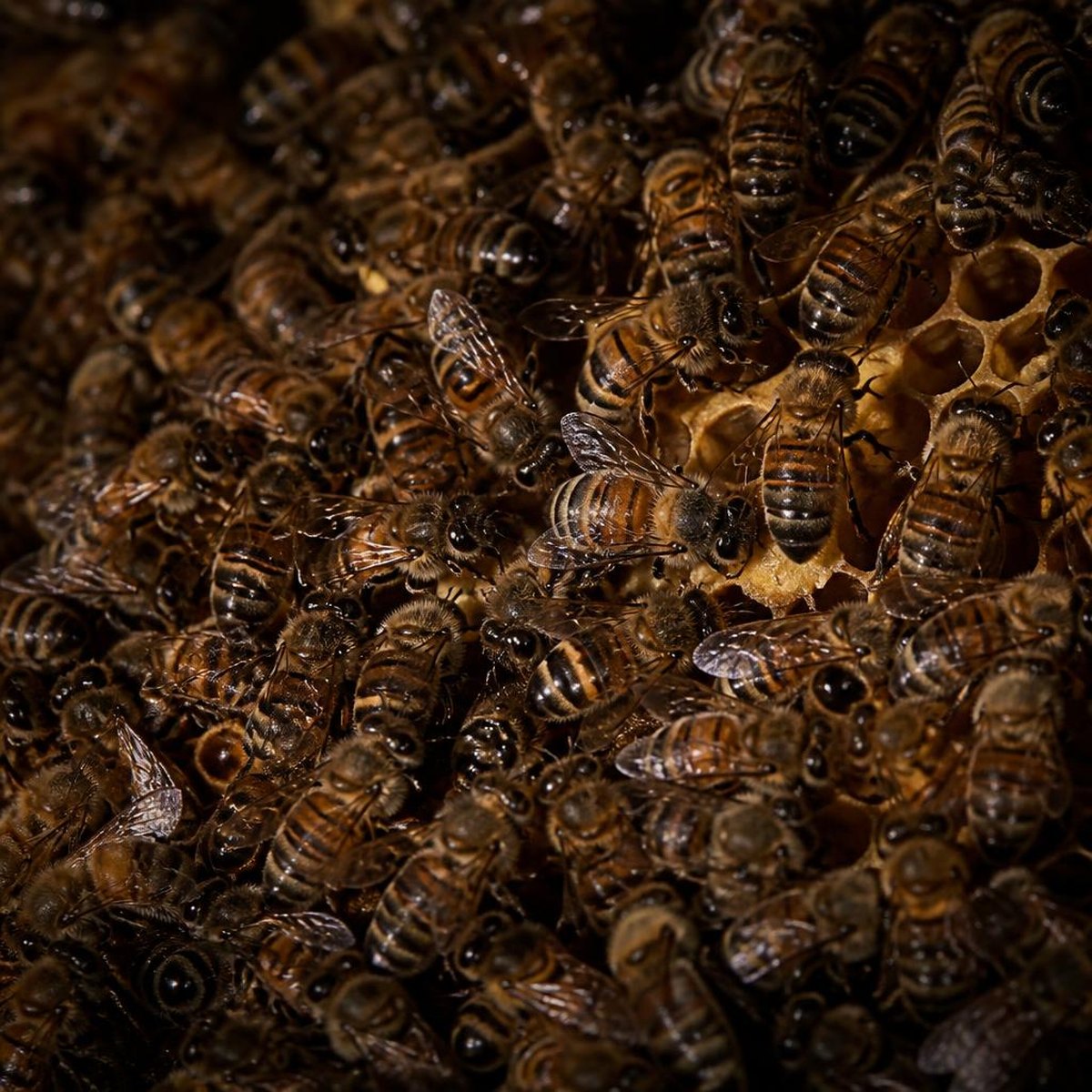Dense Cluster Of Honeybees Packed Together On Winter Brood Comb