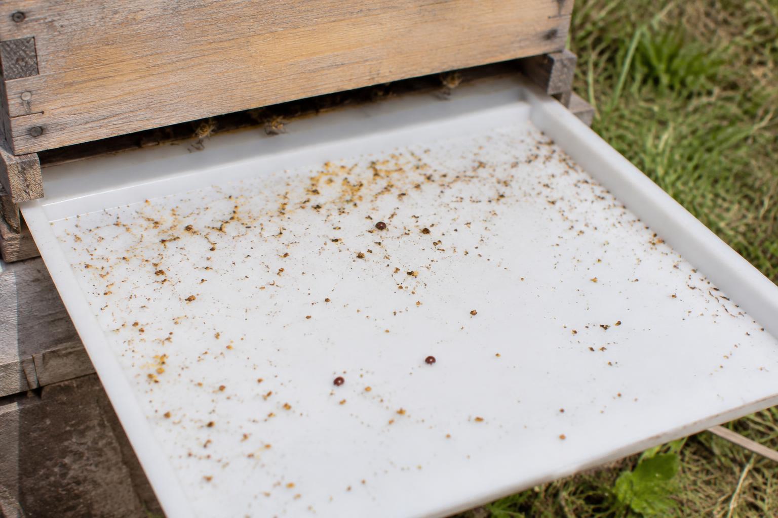 A white varroa monitoring tray pulled out from under a wooden beehive, showing hive debris and a few reddish-brown mites