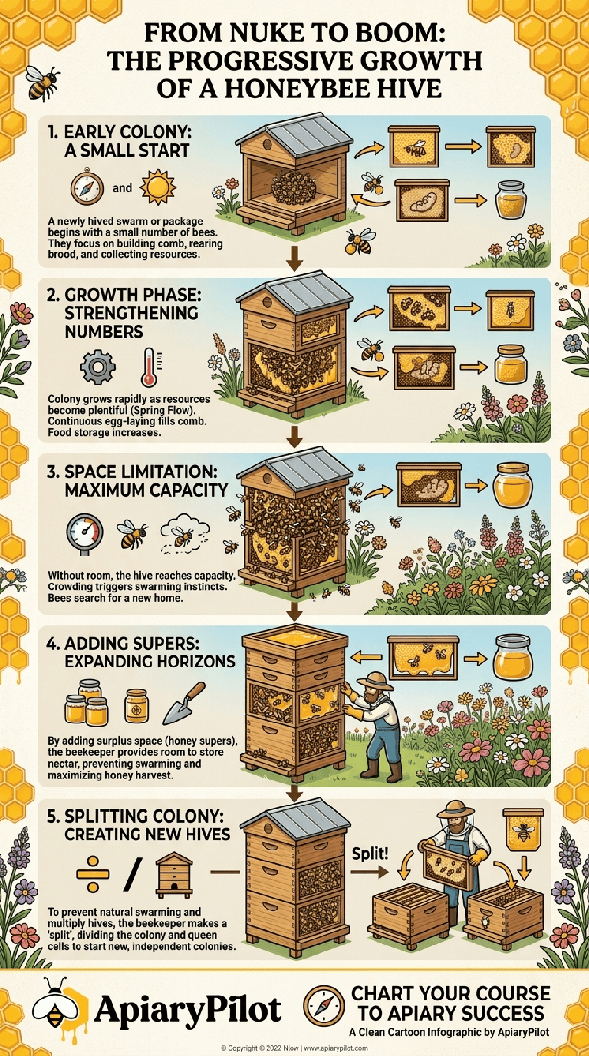 From Nuc To Boom Progressive Growth Of A Honeybee Hive